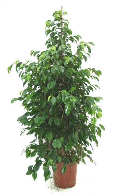 ficus_benjamina_1.jpg