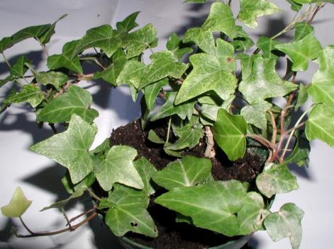 hedera.jpg