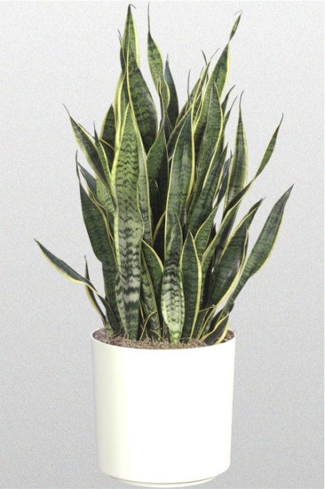 sansevieria-trifasciata.jpg